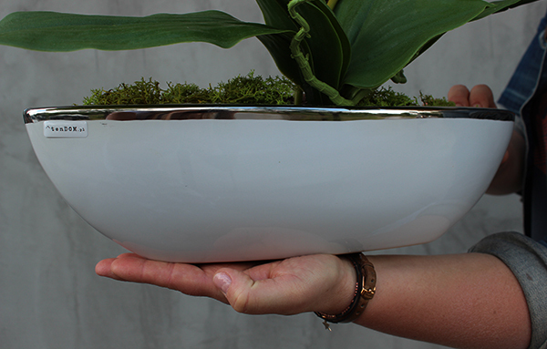 storczyk Laos Granada New w białej donicy łódce, ze srebrnym rantem wys.50cm