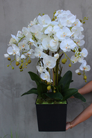 duży storczyk Mediolan w plastikowym wkładzie do donicy wys.73cm