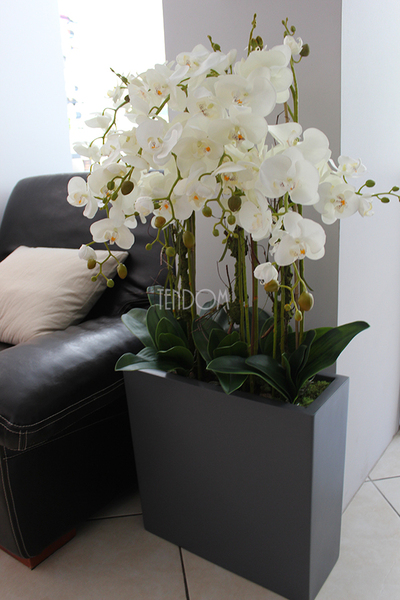 duży storczyk Marco Grande Grey, wys.120cm 