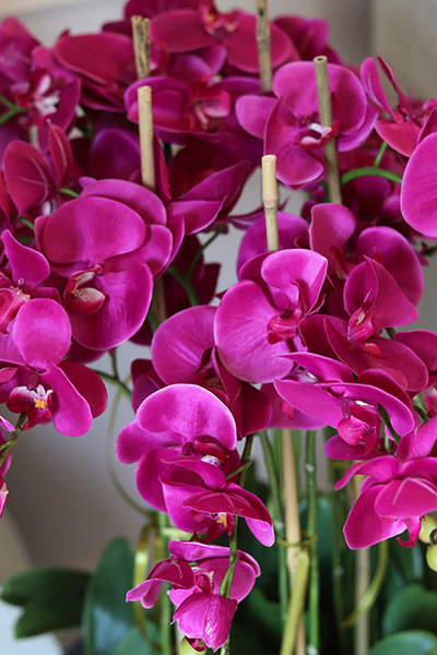 Fuksja Moreno Grande, duży sztuczny storczyk w antracytowej donicy, wys.105cm 