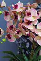 Girona storczyk w białej donicy, wys.45cm