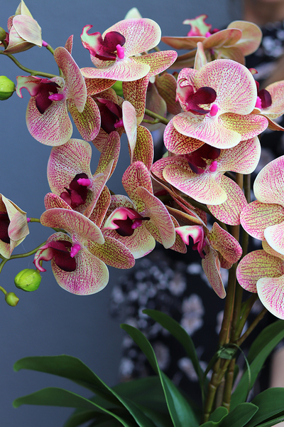 Girona storczyk w białej donicy, wys.45cm