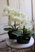 Sinsea, elegancki storczyk w czarnej doniczce, wys.45cm 