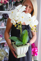 storczyk Eden w zielonkawo-kremowej donicy, wys.56cm