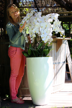ogromny storczyk Design White Grande w donicy, wys.155cm