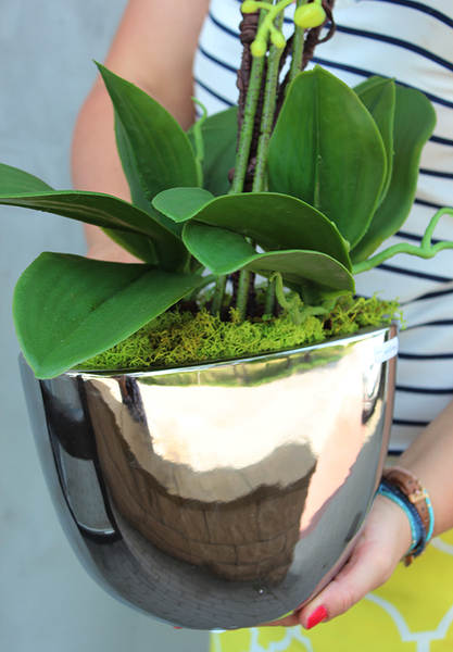 Cinderella Irys, gumowy storczyk w srebrnej donicy, wys.58cm