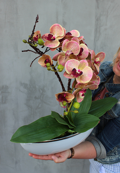 storczyk Laos Granada New w białej donicy łódce, ze srebrnym rantem wys.50cm