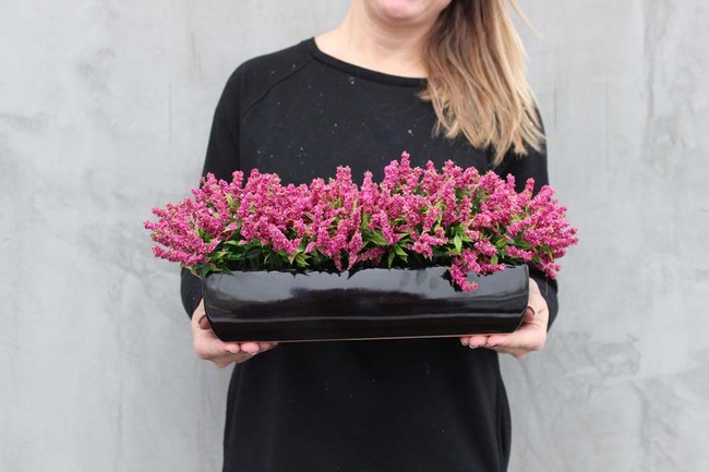 Wrzosy, kompozycja kwiatowa w czarnej donicy, wys.44x17cm