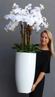 Grande Fiberglass Extra Śnieżna Biel, efektowny storczyk w białej donicy z fiberglass (połysk), wys.150cm