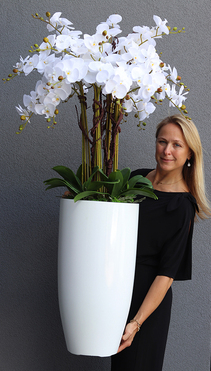 Grande Fiberglass Extra Śnieżna Biel, efektowny storczyk w białej donicy z fiberglass (połysk), wys.150cm