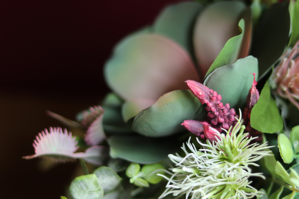 Albertina, kompozycja z sukulentami, wym.27x27cm