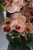 Girona storczyk w białej donicy, wys.45cm