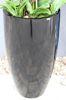 duży storczyk Design Black Grande New w donicy fiberglass, wys.155cm