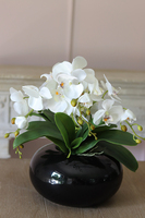storczyk Black Japan Small w czarnej donicy, wys.37cm