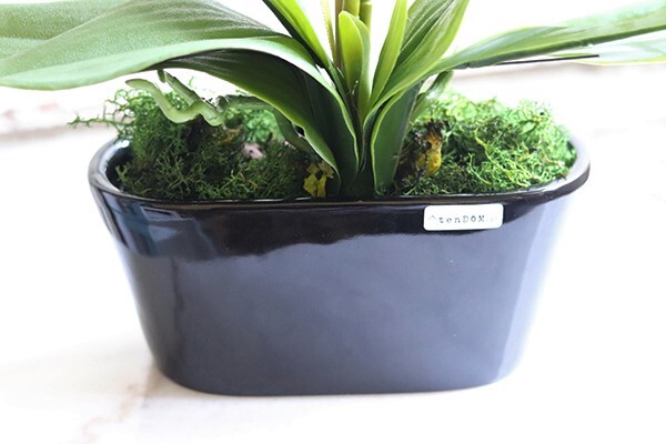 Sinsea, elegancki storczyk w czarnej doniczce, wys.45cm 