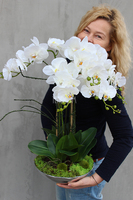 sztuczny storczyk Silver Dreams 2 w srebrnej, aluminiowej donicy, wys.68cm 