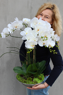 sztuczny storczyk Silver Dreams 2 w srebrnej, aluminiowej donicy, wys.68cm 