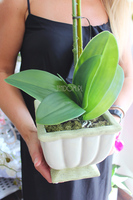 storczyk Eden w zielonkawo-kremowej donicy, wys.56cm