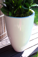 ogromny storczyk Design White Grande w donicy, wys.155cm