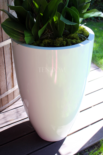 ogromny storczyk Design White Grande w donicy, wys.155cm