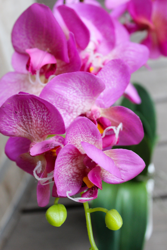 storczyk sztuczny Cleopatra, wys.60cm