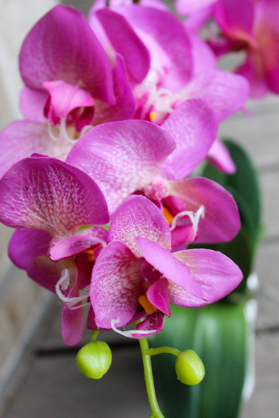 storczyk sztuczny Cleopatra, wys.60cm