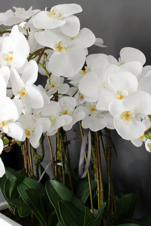 bardzo duży storczyk Hotel Design White Grande w donicy, wys.105cm 