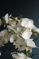 Cezaria, ekskluzywny storczyk z sukulentami, wys.78cm