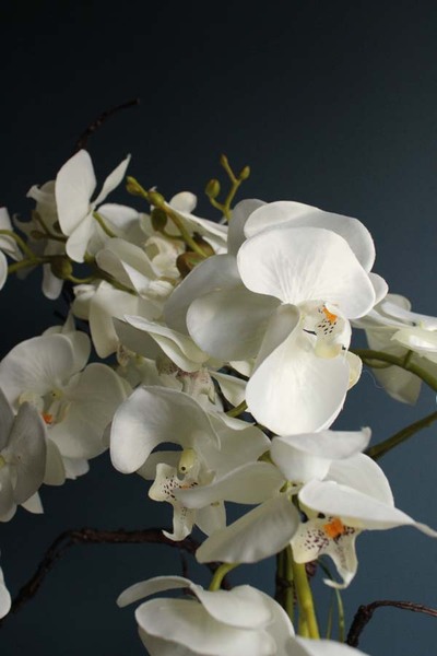 Cezaria, ekskluzywny storczyk z sukulentami, wys.78cm