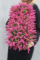 Wrzosy, kompozycja kwiatowa w czarnej donicy, wys.44x17cm