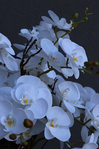 Grande Fiberglass Extra Śnieżna Biel, efektowny storczyk w białej donicy z fiberglass (połysk), wys.150cm