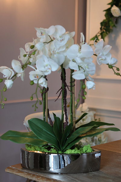 ekskluzywny storczyk Manfredo w lustrzanej donicy, wys.50cm