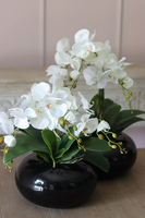 storczyk Black Japan Small w czarnej donicy, wys.37cm