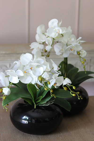 storczyk Black Japan Small w czarnej donicy, wys.37cm 