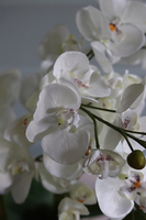 Black Sersa, elegancki storczyk w czarnej donicy, wys.61cm 