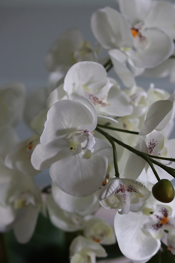 Black Sersa, elegancki storczyk w czarnej donicy, wys.61cm 