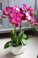 Eugenia, storczyk Glamour w kolorze fuksji, wys.51cm