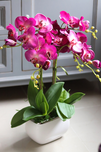 Eugenia, storczyk Glamour w kolorze fuksji, wys.51cm