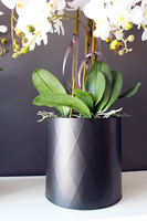 sztuczny storczyk Black Dreams, wys.72cm średni