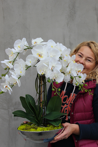 sztuczny storczyk Silver Dreams 2 w srebrnej, aluminiowej donicy, wys.68cm 