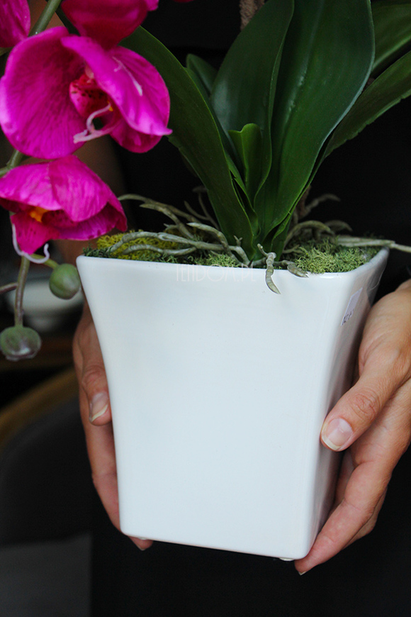 piękny storczyk Lamana w kolorze fuksji wys.59cm