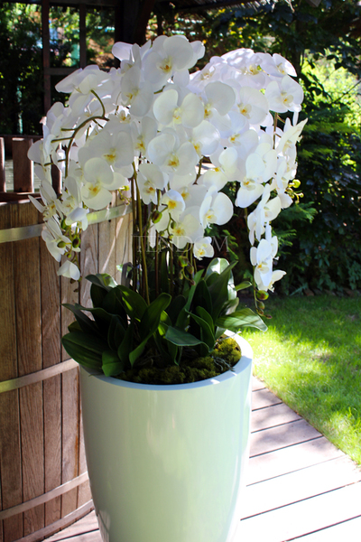 ogromny storczyk Design White Grande w donicy, wys.155cm