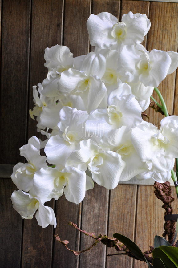 bardzo duży storczyk Emilie Grande w minimalistycznej donicy, wys.100cm