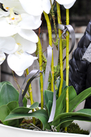 obfity storczyk Julia w minimalistycznej donicy, wys.67cm