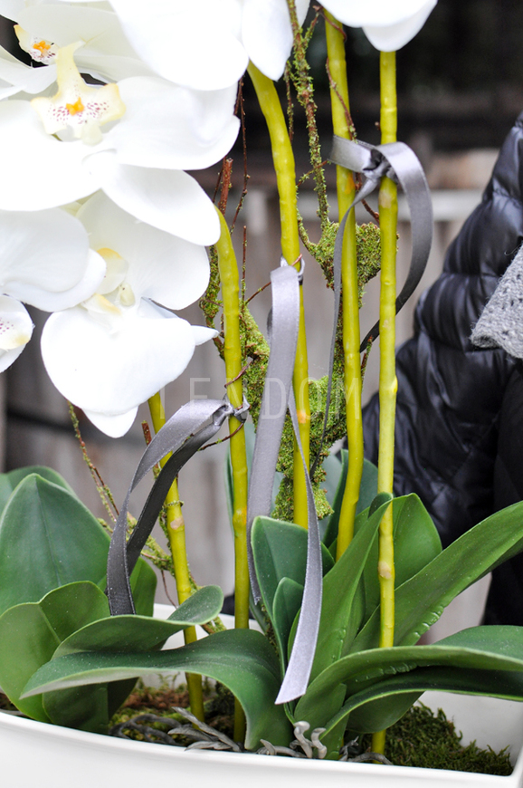 obfity storczyk Julia w minimalistycznej donicy, wys.67cm