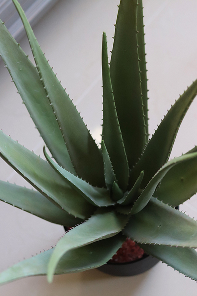 aloes Lucas, sztuczna roślina / sukulent, wys.50cm