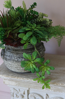 Hera, efektowna kompozycja Sukulenty w ceramicznym naczyniu, wys.30cm