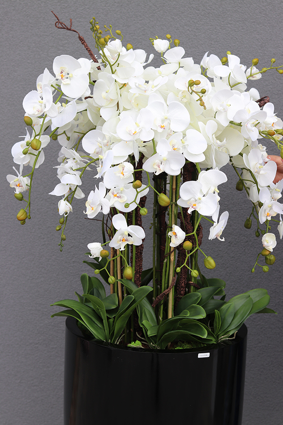 duży storczyk Design Black Grande New w donicy fiberglass, wys.155cm