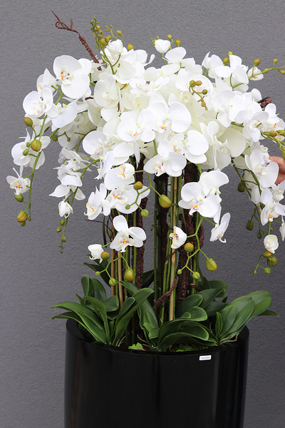 duży storczyk Design Black Grande New w donicy fiberglass, wys.155cm