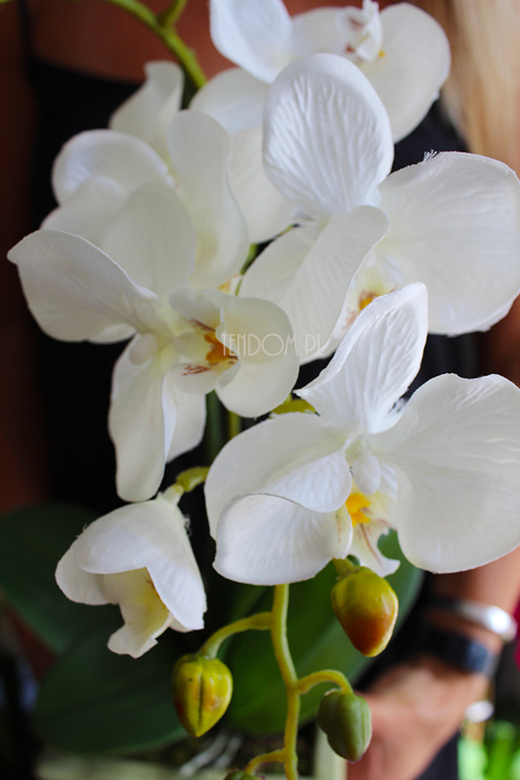 storczyk Eden w zielonkawo-kremowej donicy, wys.56cm